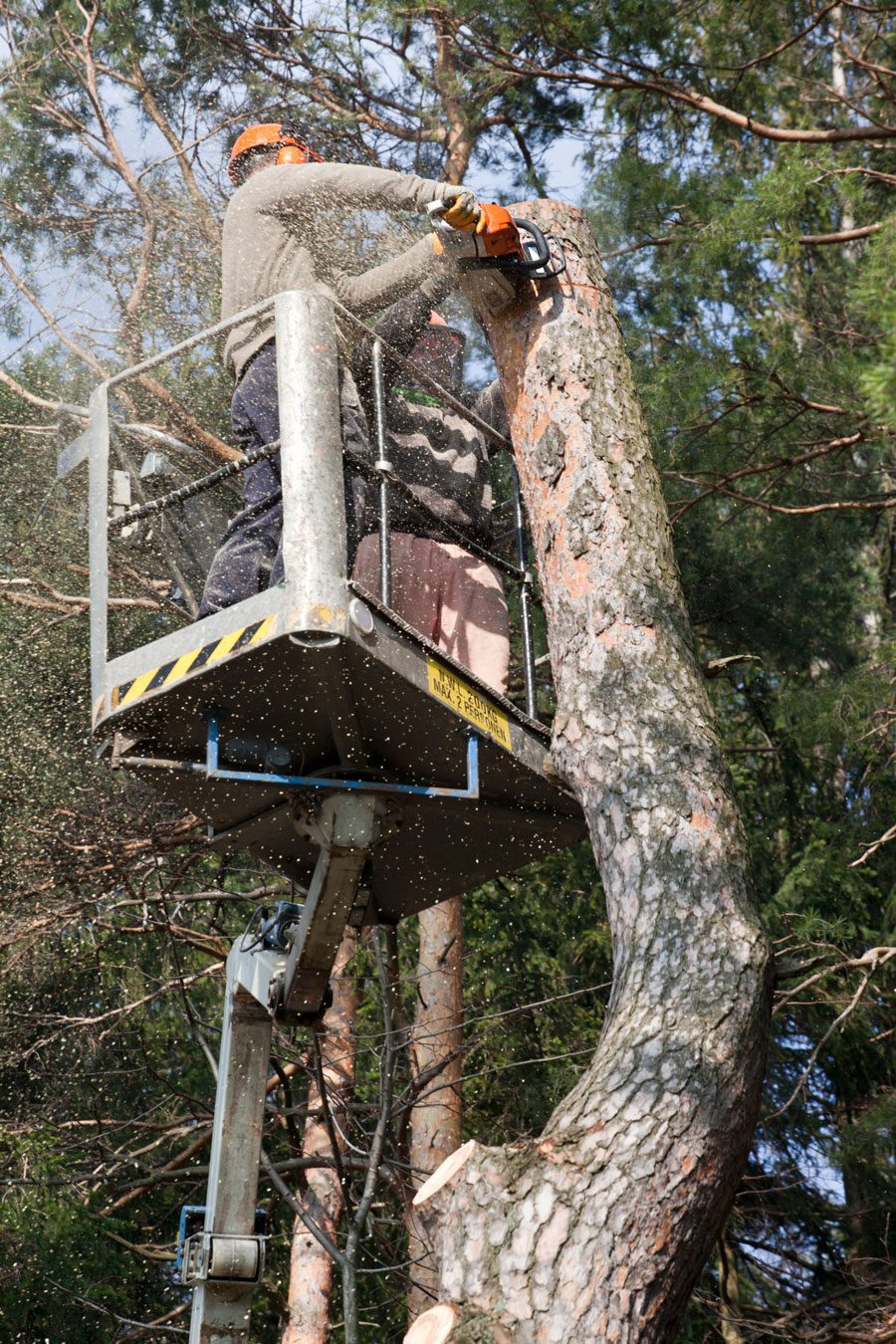 Poole's Tree Experts | Gray Court, SC | Professional Landscaping & Tree Service in Gray Court, SC